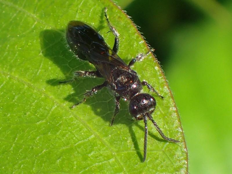 A small all-black wasp rests on a leaf.
