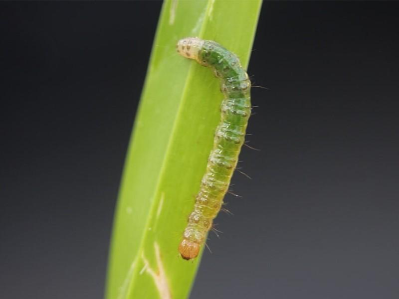 A slender, smooth green caterpillar with an orange-tinged head sits on a grass leaf blade.