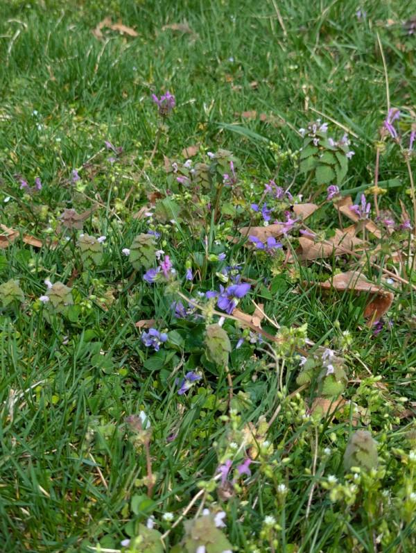 Several species of weeds in bloom in a healthy-looking lawn.
