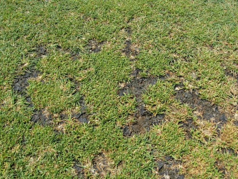 Irregularly-shaped patches of dark algae-like growths in a sparse, short lawn.