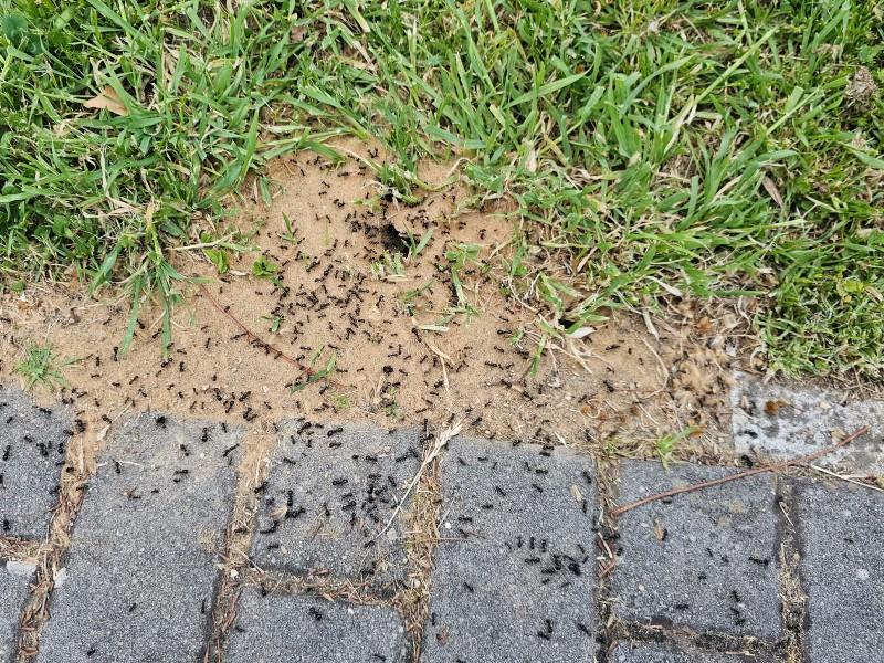 A low mound of loose soil at the edge of a lawn bordered by paving stones. Ants swarm over the soil and stones.