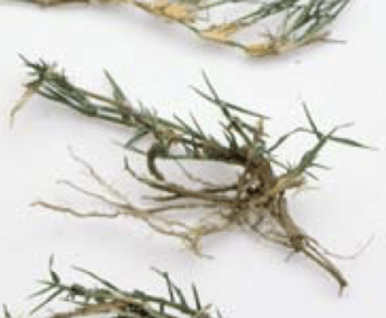 Fragment (sprig) of bermudagrass, with roots visible and free of soil, on a white background.