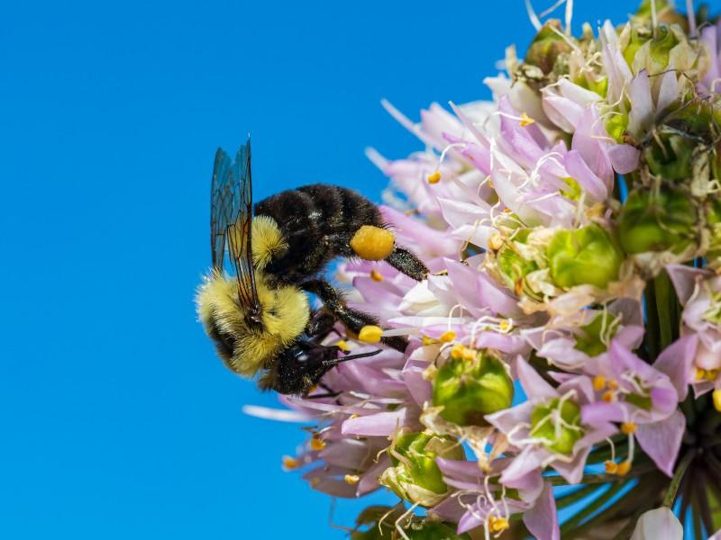 A yellow and black fuzzy bumble bee visits a pink-colored nodding onion flower cluster.