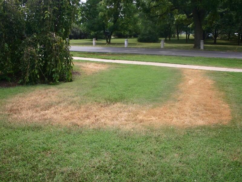A U-shaped distinct area of brown, dying turfgrass within a green lawn next to a sidewalk and street.