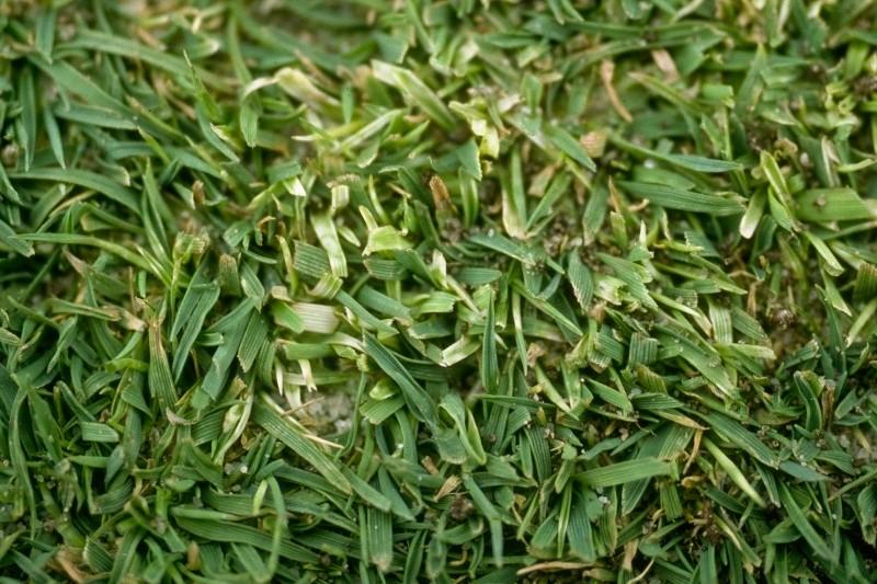 A close-up of turfgrass blades, where some of them are turning pale yellow.