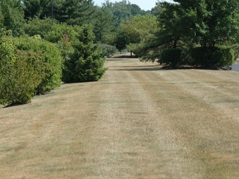 A large area of mown lawn that has turned uniformly tan-brown due to drought stress. Shrubs and trees bordering the lawn are still green.