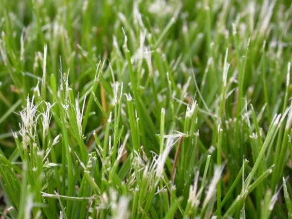 Close-up of mown grass with badly frayed, white leaf blade tips.