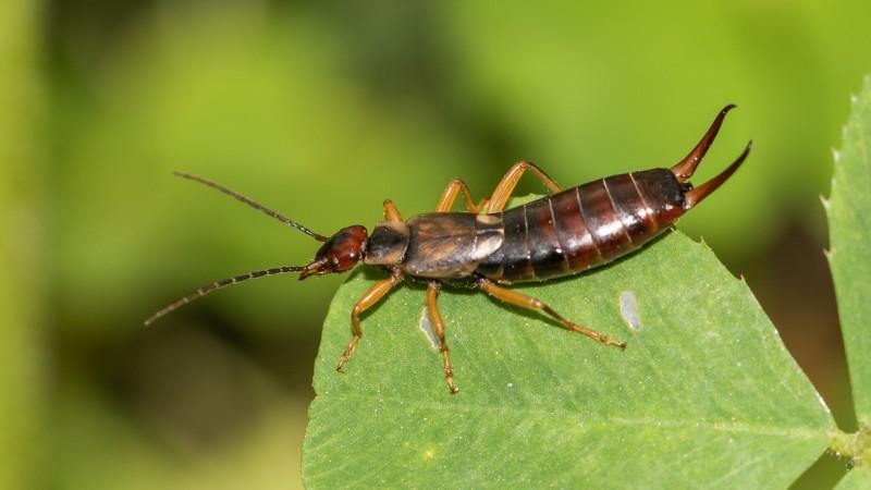 A reddish-brown earwig, an insect with prominent pincers on its rear end, sits on a clover leaf.