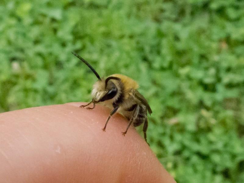 A small, golden-haired fuzzy bee with long black antennae rests on a person's finger above a weedy lawn.