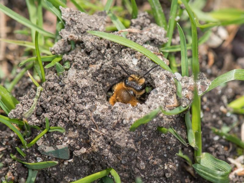 Short mound of loose, granular soil created by a ground-nesting bee, which is peeking out of the burrow entrance hole.
