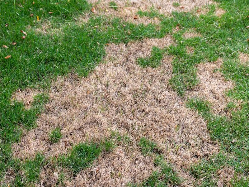 An large, irregularly-shaped patch of brown, dead grass in a lawn.