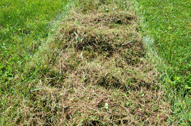 A strip about the width of a mower of messy-looking piles of debris composed of brown, dead pieces of grass in a lawn.