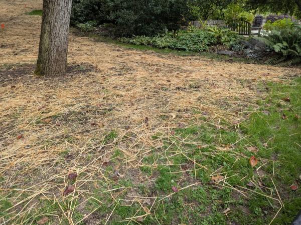 Straw strewn over a sparse area of lawn near a tree where grass seed was recently put down.