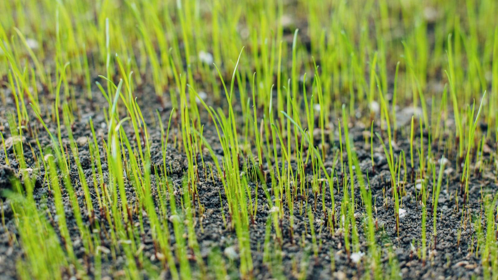 Vibrant green grass seedlings growing out of bare soil.