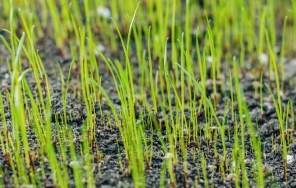 Numerous young turfgrass seedlings growing in bare soil.