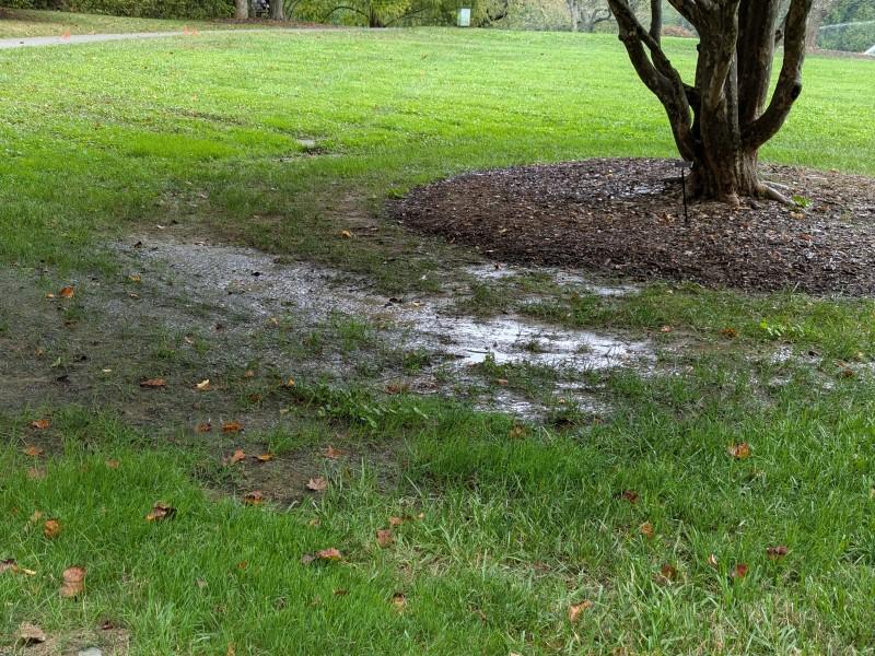 A patch of wet, bare soil in a lawn under the shady canopy of a mature tree whose trunk is surrounded by mulch.