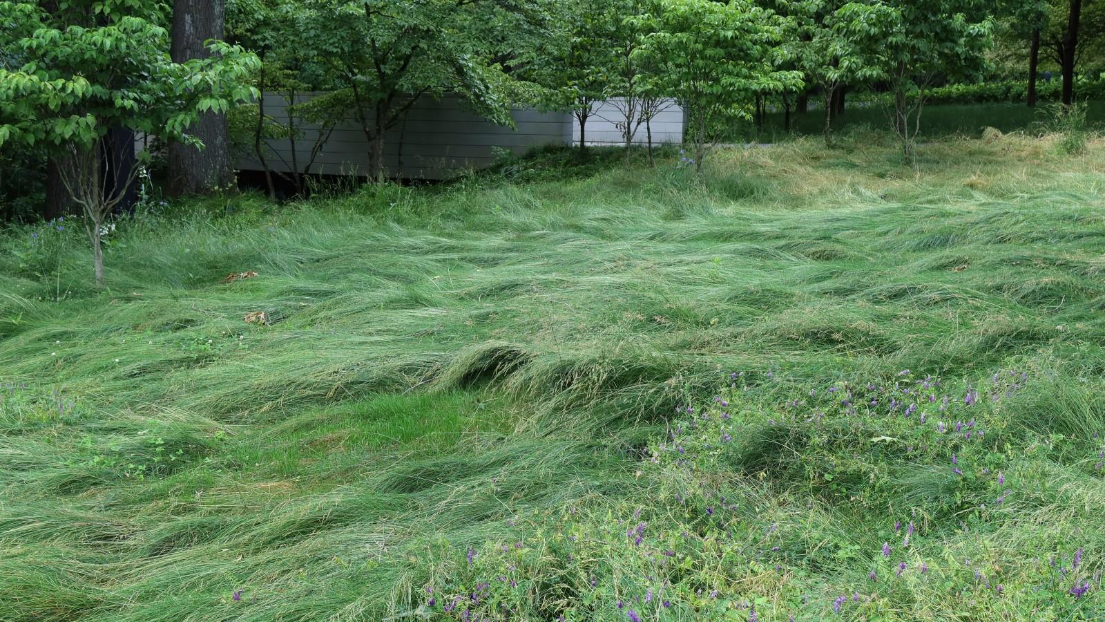 Long, arched-over blades give a fine fescue lawn a soft, flowing appearance.