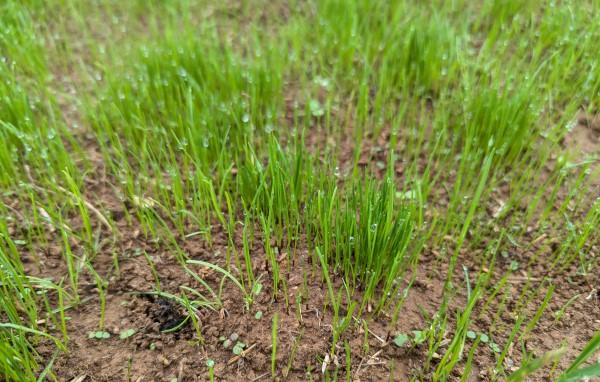 Sprouting grass seed in a sparse lawn.