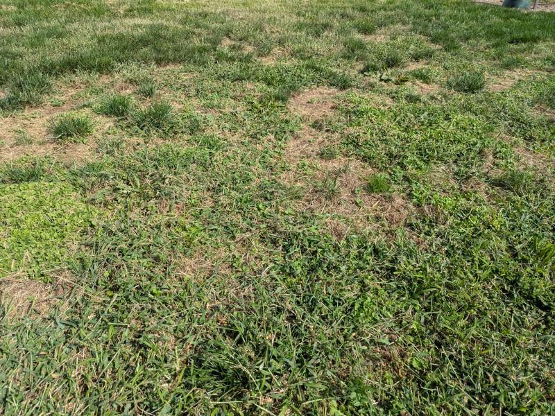 Lawn with several bare or sparse areas and clumps of grassy and broadleaf weeds.