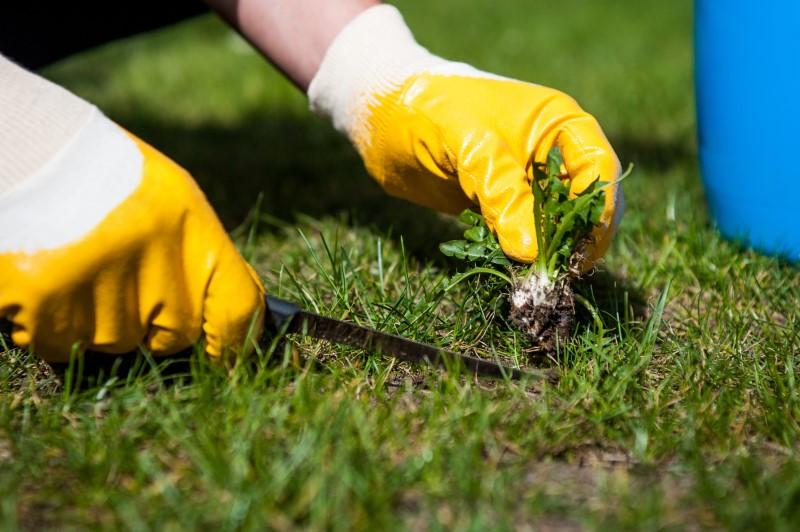 A person uses gloved hands and a small digging tool to pry a weed out of a lawn with its roots intact.