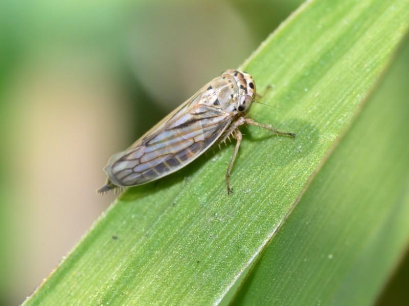 A slender oval-shaped, gray-colored leafhopper sits on a grass leaf.