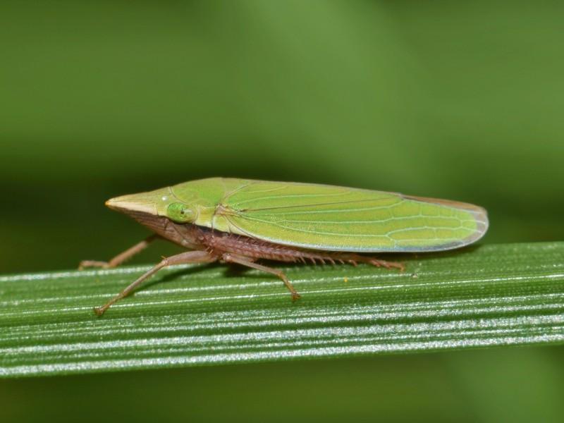 A narrow spear-shaped leafhopper with a light green back and light brown underside sits on a grass leaf.