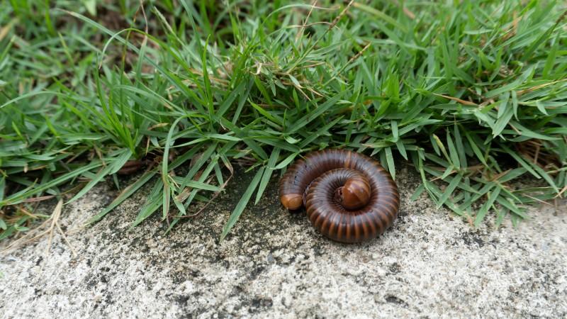 A dark brown millipede lays coiled on pavement next to the edge of a lawn.