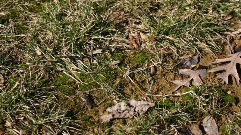 Deep green moss growth on exposed soil in a sparse, short area of lawn.