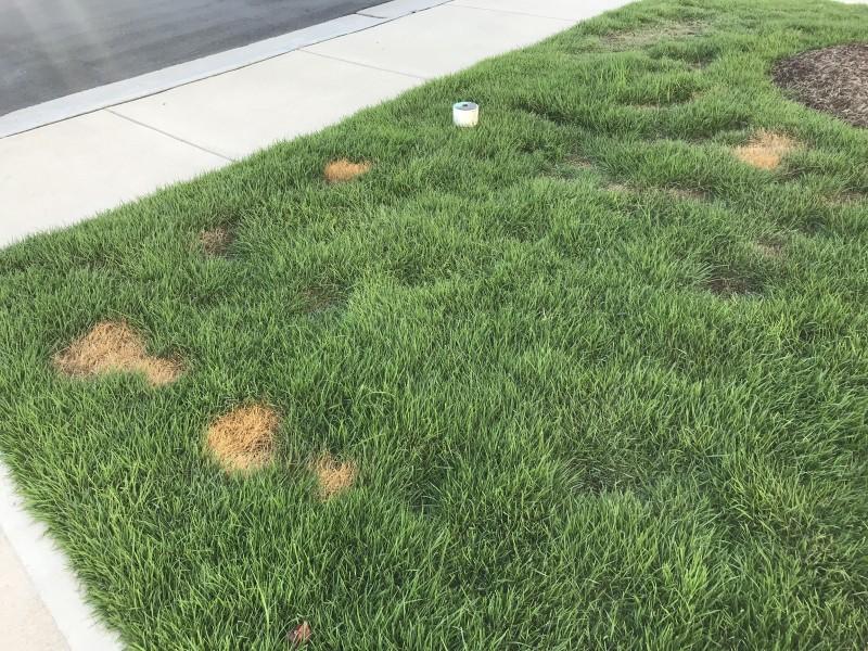 Scattered small patches of dead brown turf within a lush lawn area bordered by a sidewalk.