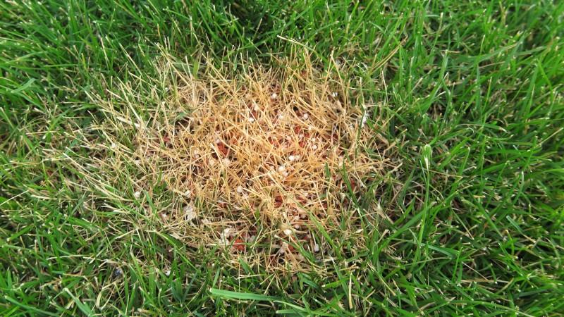 A distinct patch of pale, brown turfgrass in a green lawn. Small white and rusty-red pellets are visible below the grass blades in the browned area.