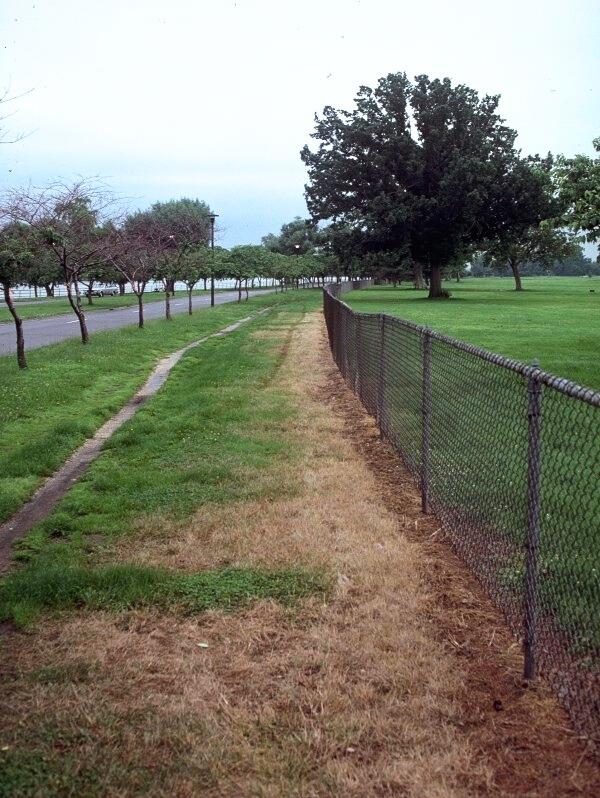 A zone of brown, dead turfgrass bordering a chain-link fence within an expanse of lawn.