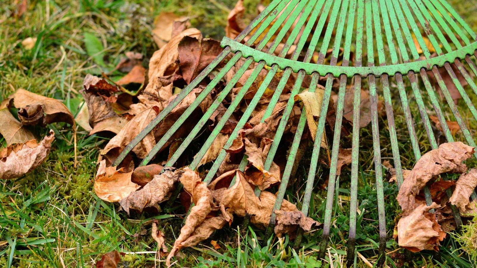 A leaf rake collecting fallen autumn leaves on a lawn.