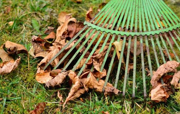 A metal leaf rake collecting fallen tree leaves from a lawn in autumn.
