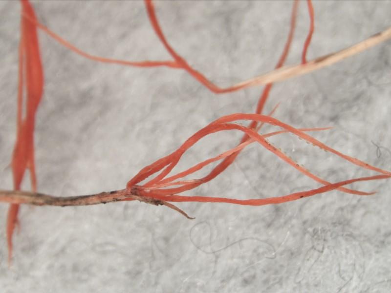 Microscopic view of reddish thready fungal growth emerging from a dead grass blade.