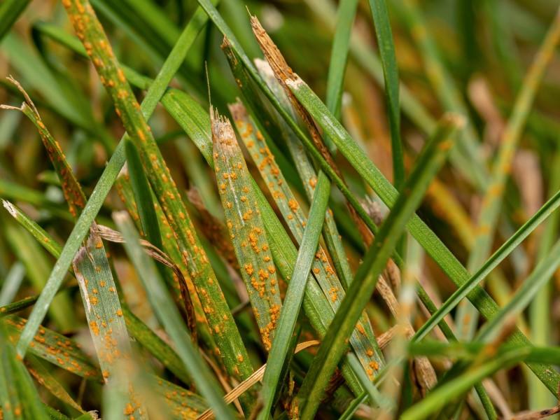 Close-up of orange spore clusters emerging from the leaf blades of rust-infected turfgrass.