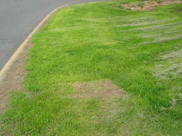 A sloped green lawn next to a street with patches of very short, browning grass.