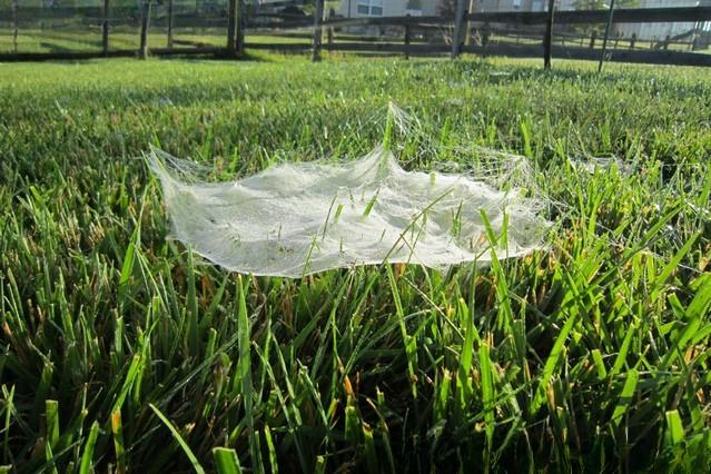 A sheet-like spider web is attached horizontally to the tips of grass blades in a lawn.