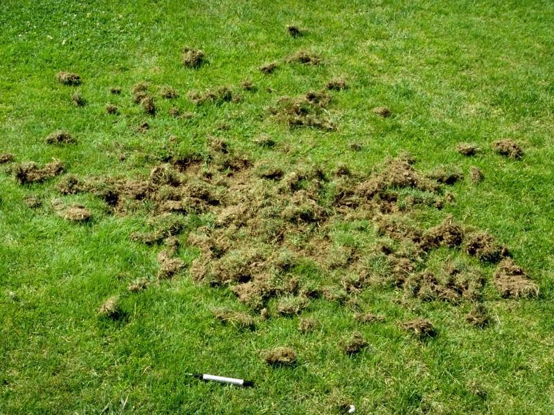 Green lawn with a large patch of torn-up sod pieces and evidence of animal digging.