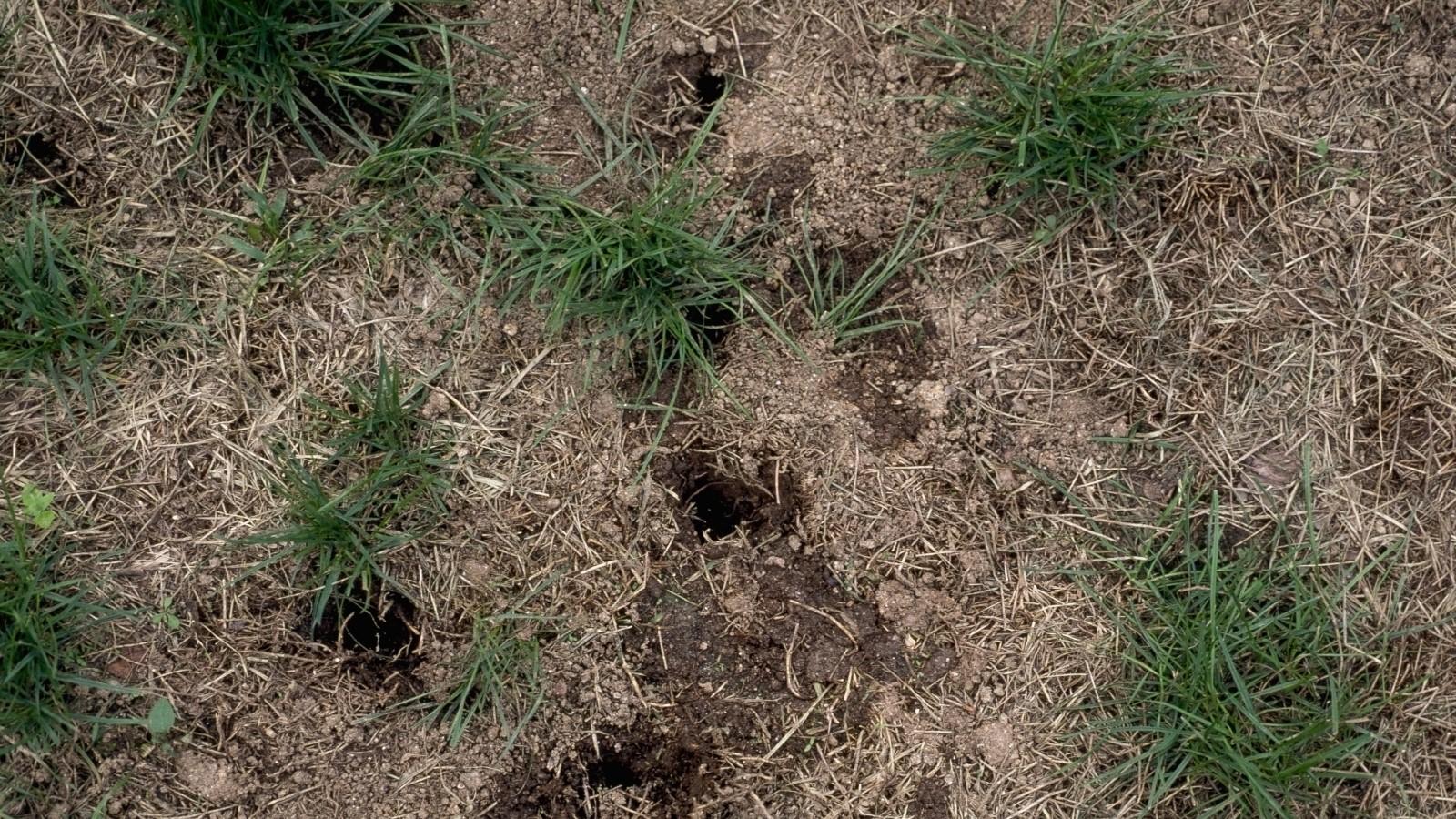 Shallow holes dug into bare patches of a sparse lawn.
