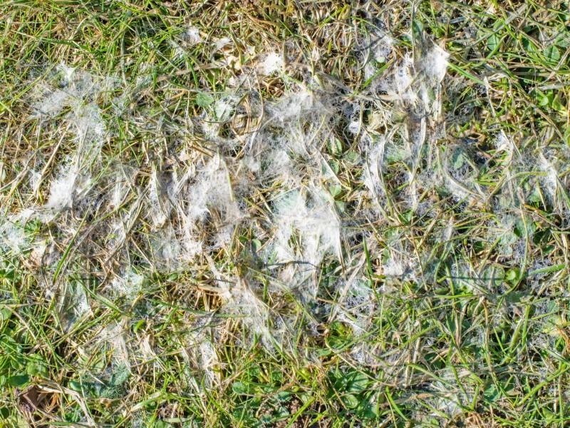 Fuzzy white mycelium growth in a patch of flattened, dead grass killed by snow mold.