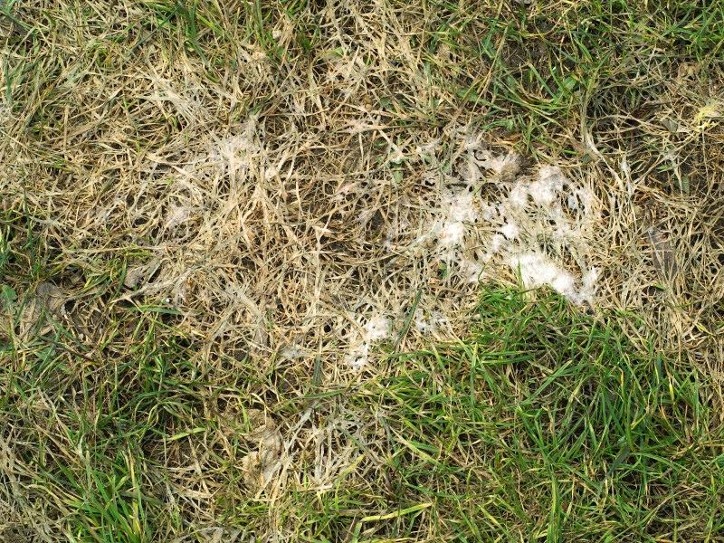 A patch of pale, dead turf in a lawn that has fine white fungal growth emerging from some of the debris.