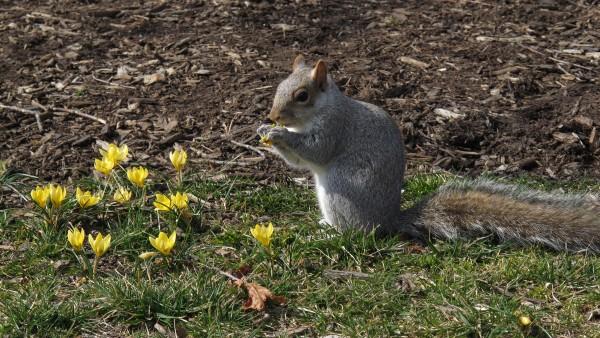 Gray squirrel sitting at the edge of  lawn eating a flower from a group of yellow crocus blooming in the lawn.