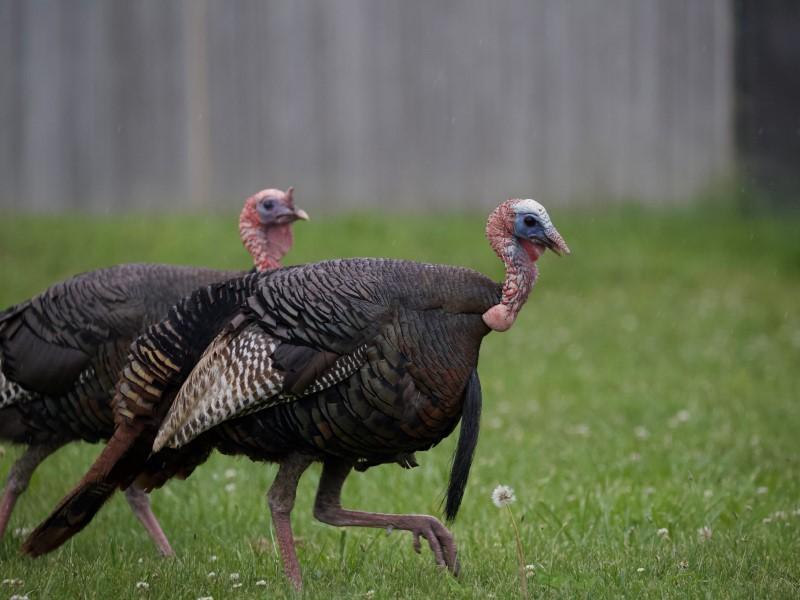 Two wild turkeys walk through a lawn.