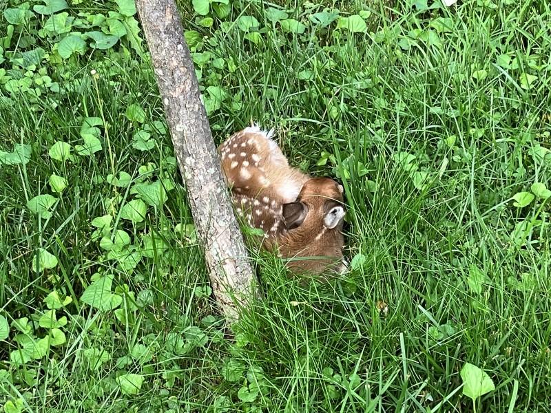 A White-tailed deer fawn hunkered-down sitting in the grass of a tall, weedy lawn.