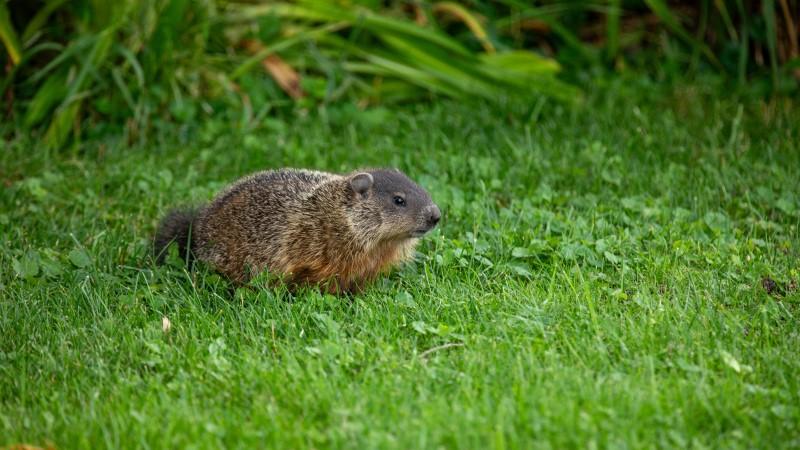 Groundhog exploring a lawn edge bordered by taller vegetation.