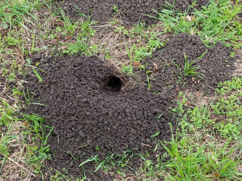 A short mound of dark, loose soil in a pile around a hole in a sparse lawn.