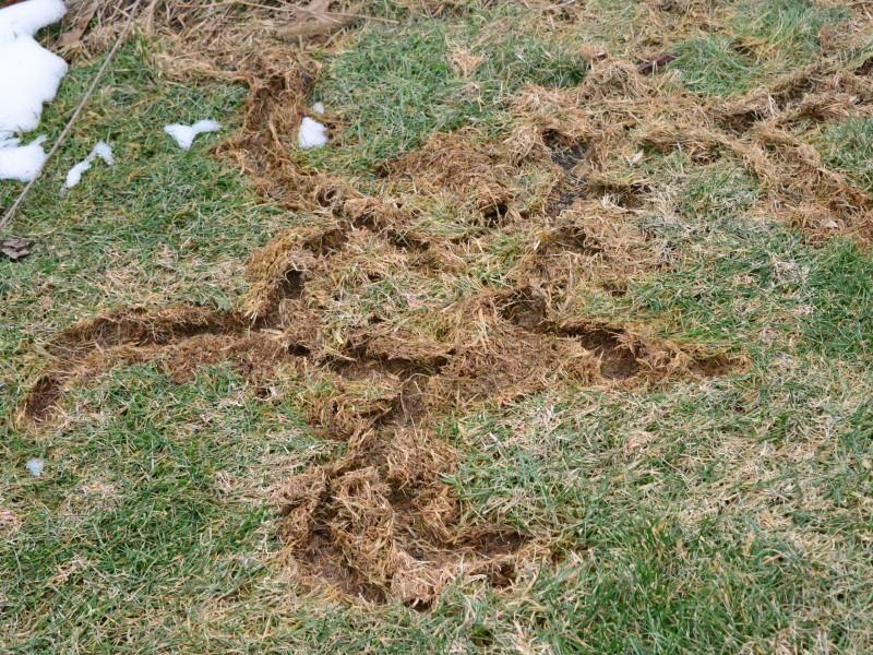A network of shallowly-dug soil channels in a lawn, recently exposed by melting snow.