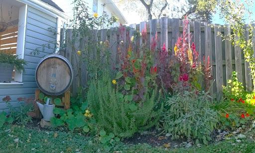 A 55-gallon wooden barrel in a garden with flowers in bloom.