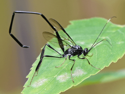A black wasp with a very long, slender body rests on a leaf. The wasp's abdomen is many times the length of its body, and is held in a sharply-curved arch.