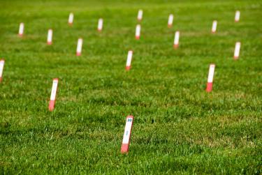 Expanse of turfgrass with rows of variety labels on stakes.
